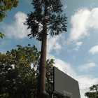 Сигнал Wifi дерева искусственной черни башни телекоммуникаций камуфлирования пальмы Monopole бионический
